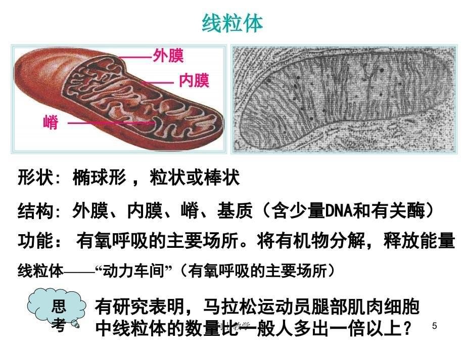 细胞的显微结构与亚显微结构【竹菊书苑】_第5页