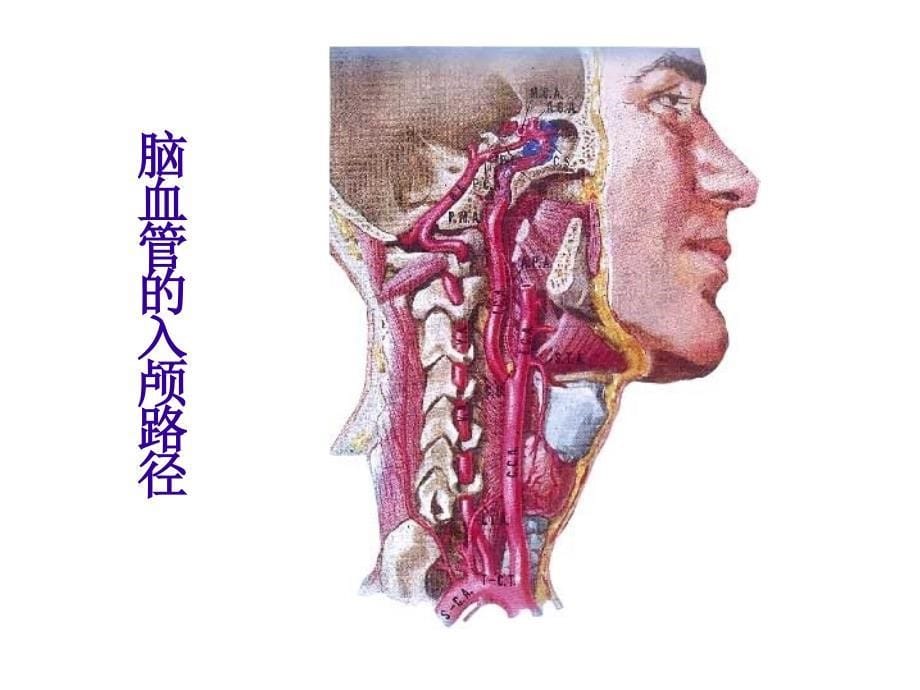 神经内科学PPT医学课件_第5页