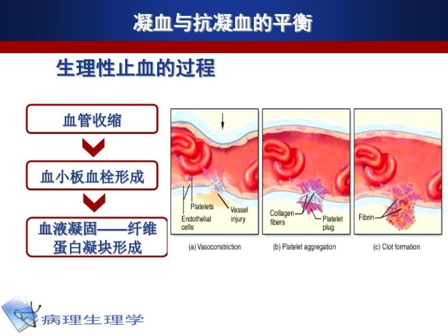 凝血和抗凝血平衡紊乱.ppt_第2页