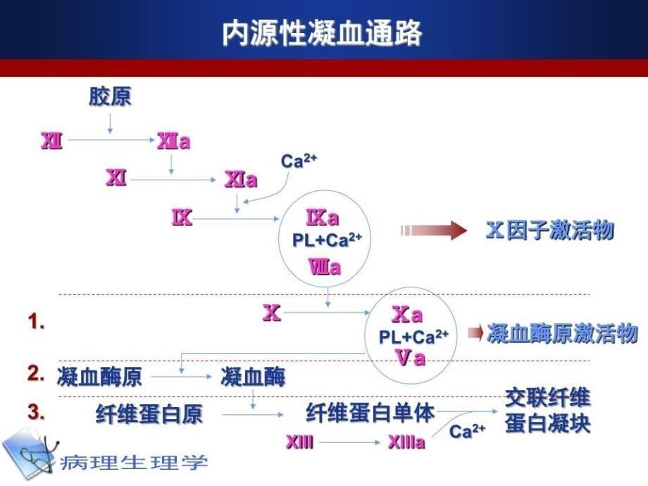 凝血和抗凝血平衡紊乱.ppt_第5页