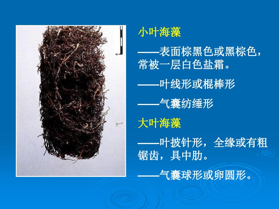 中药鉴定实16 藻菌树脂其他类中药_第3页