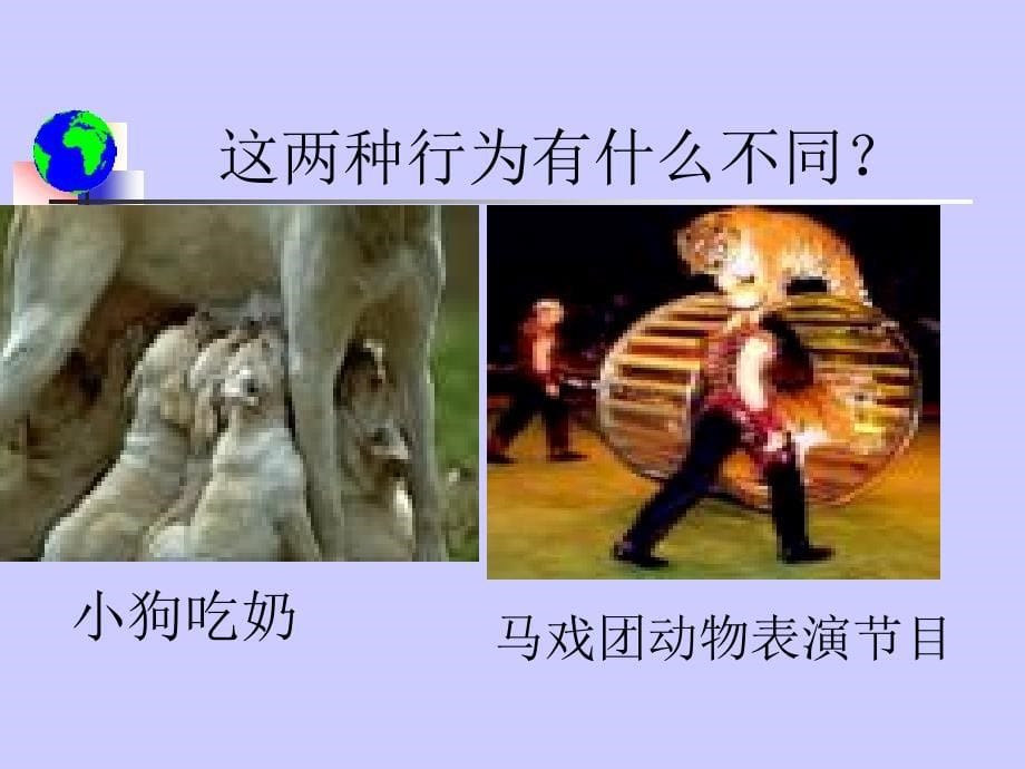 《动物的基本行为》PPT课件.ppt_第5页