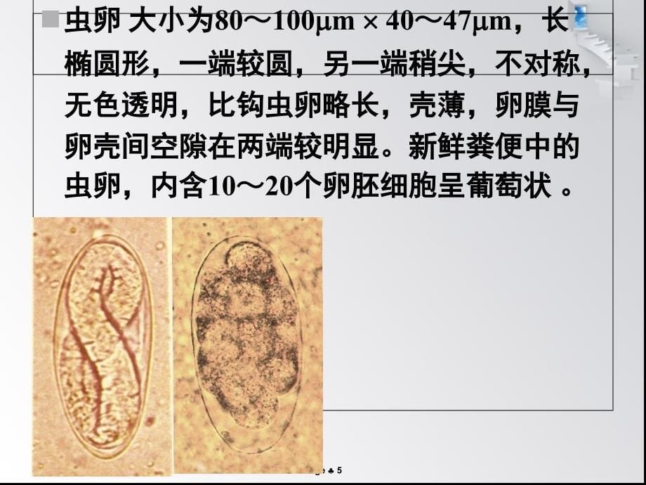 毛圆线虫病PPT课件_第5页