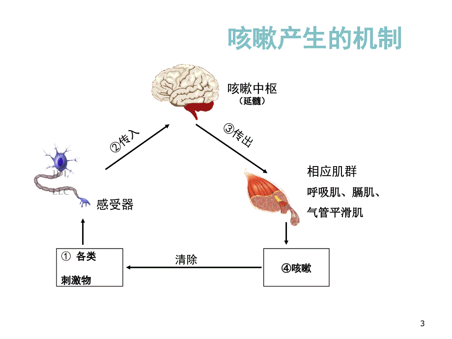 小儿咳嗽用药_第3页