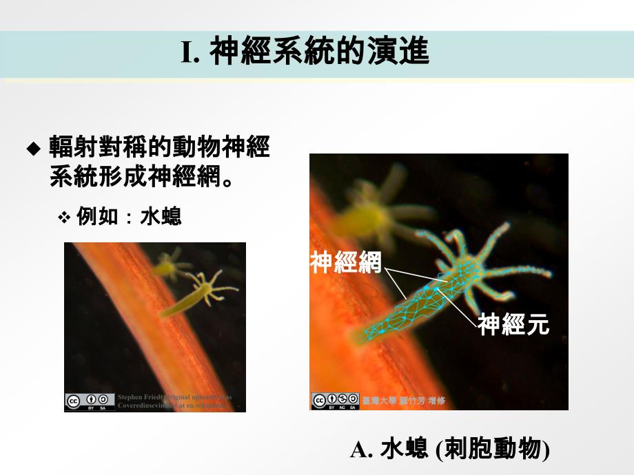 中枢神经系统与周边神经系统中枢神经系统课件_第2页