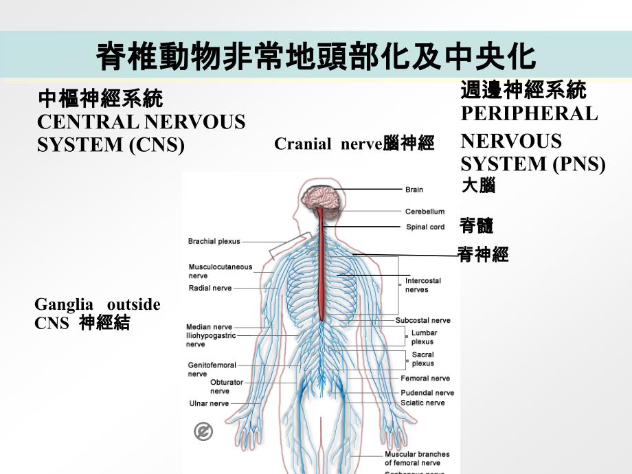 中枢神经系统与周边神经系统中枢神经系统课件_第4页