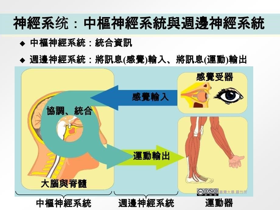 中枢神经系统与周边神经系统中枢神经系统课件_第5页