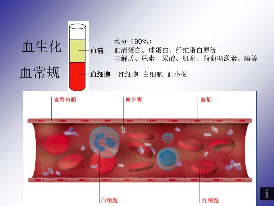 血生化血常规的意义课件_第2页