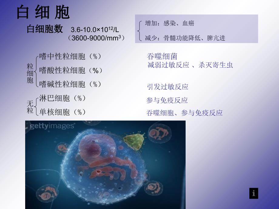 血生化血常规的意义课件_第4页