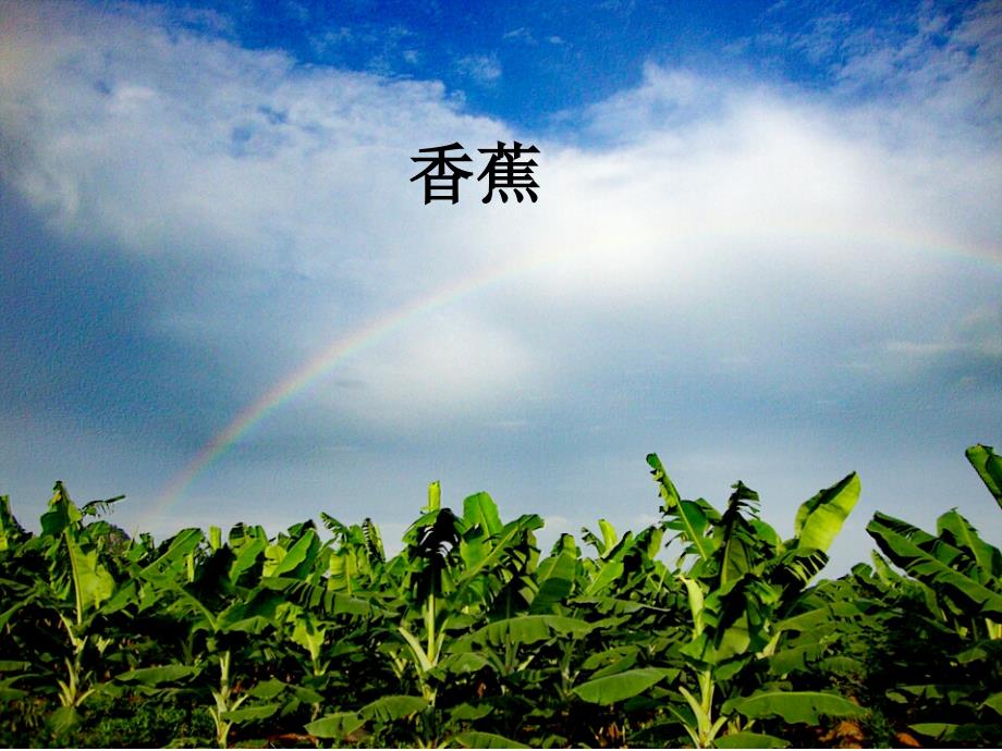 《香蕉贮藏与运输》PPT课件.ppt_第1页