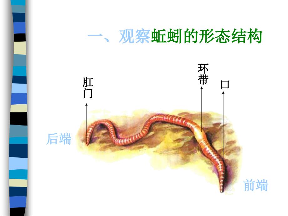 《蚯蚓》PPT课件_第4页