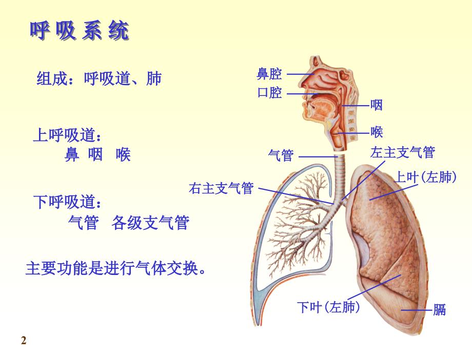 医学人体解剖学资源：chapter06呼吸系统_第2页