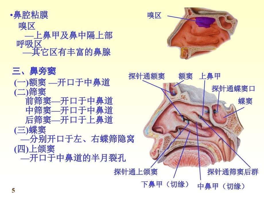 医学人体解剖学资源：chapter06呼吸系统_第5页