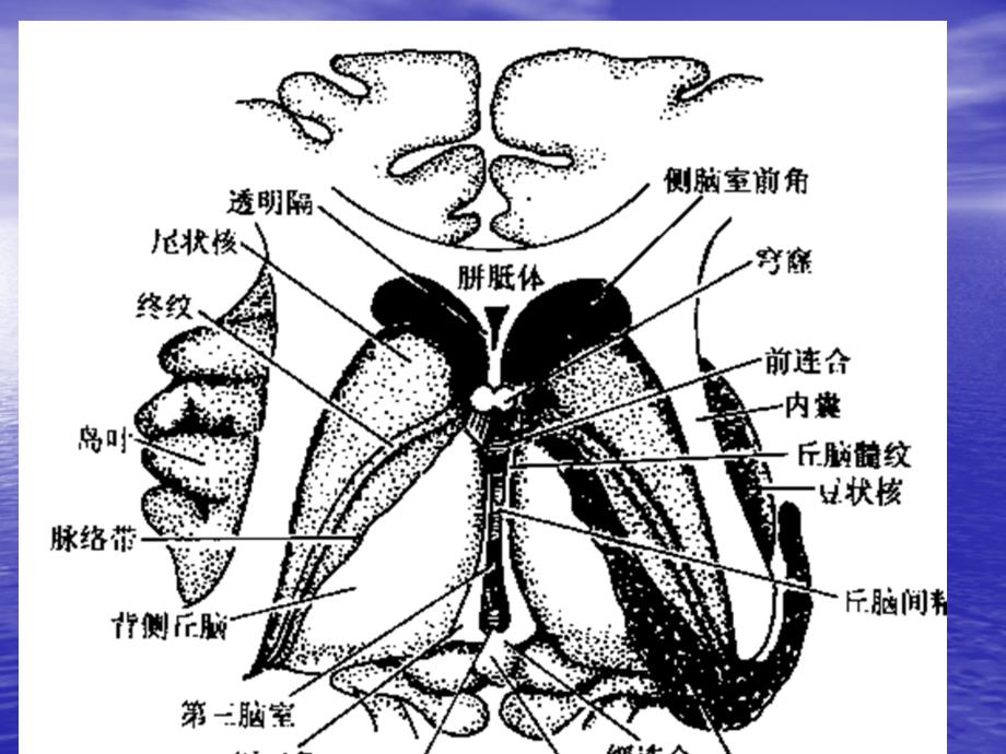 《资料神经外科》PPT课件.ppt_第2页