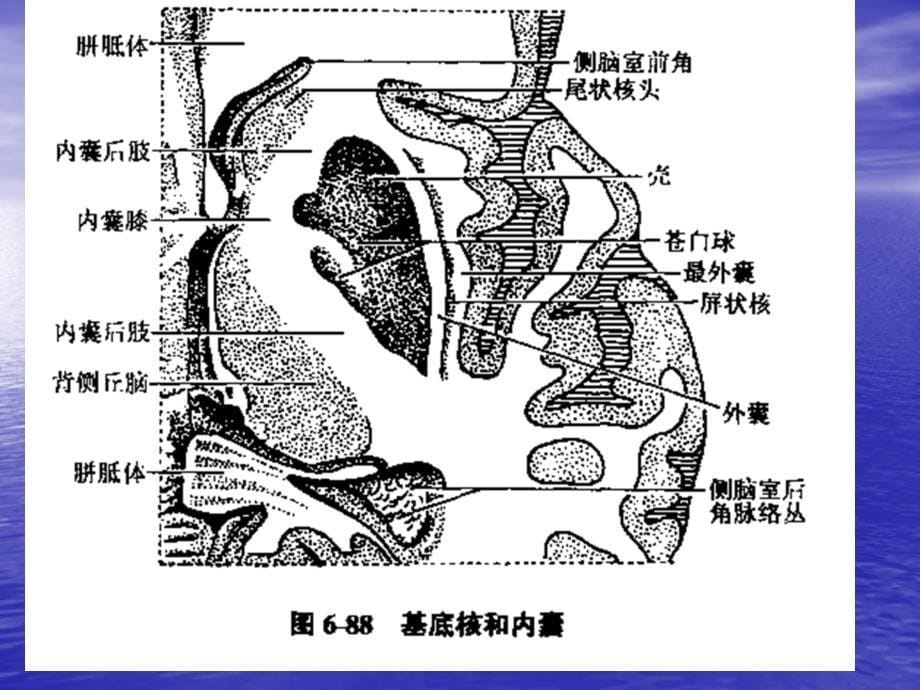 《资料神经外科》PPT课件.ppt_第5页