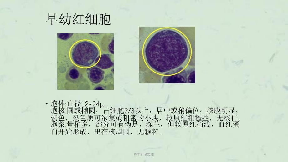 常见血细胞形态课件_第4页