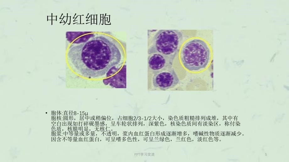 常见血细胞形态课件_第5页