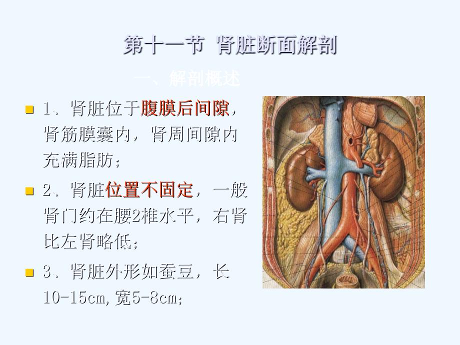 影像解剖肾脏课件_第1页