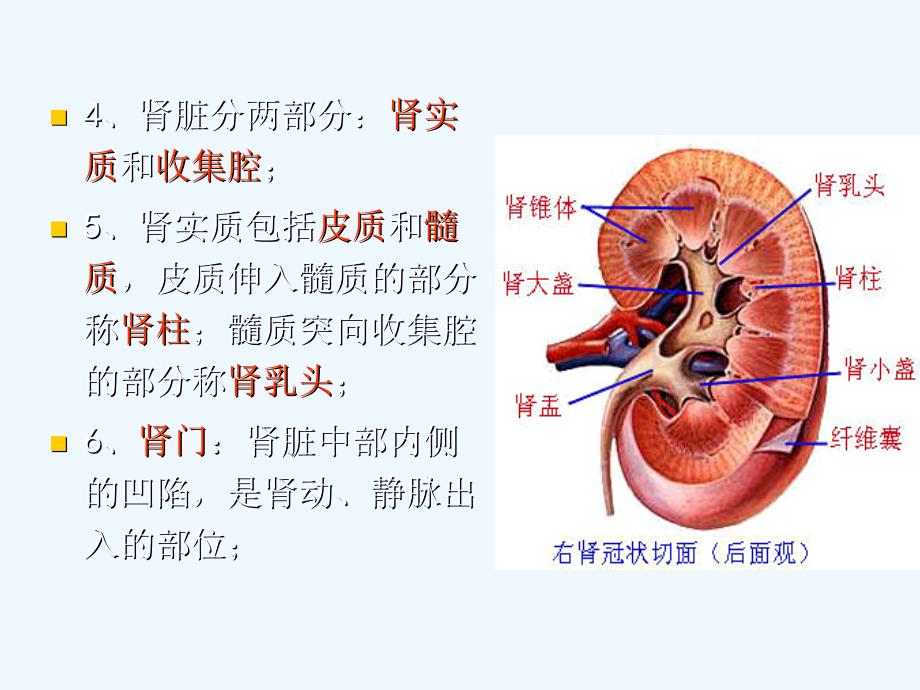 影像解剖肾脏课件_第2页