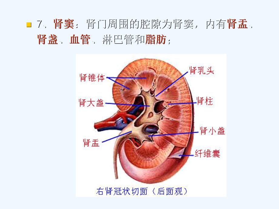 影像解剖肾脏课件_第3页