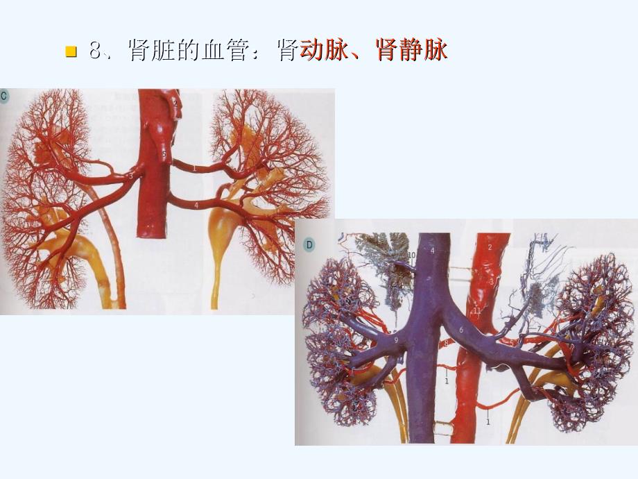 影像解剖肾脏课件_第4页