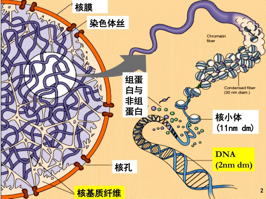 《核酸的化学》课件_第2页