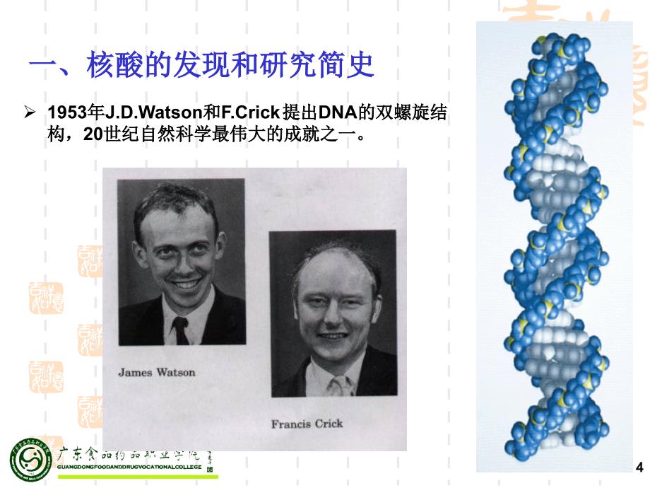 《核酸的化学》课件_第4页