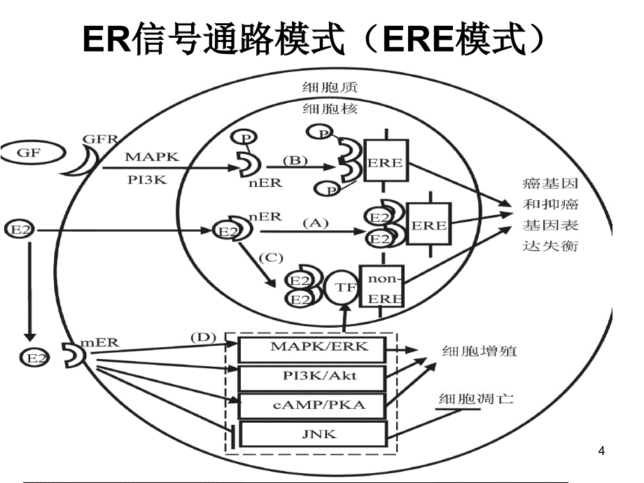 精选课件他莫昔芬与来曲唑的_第4页