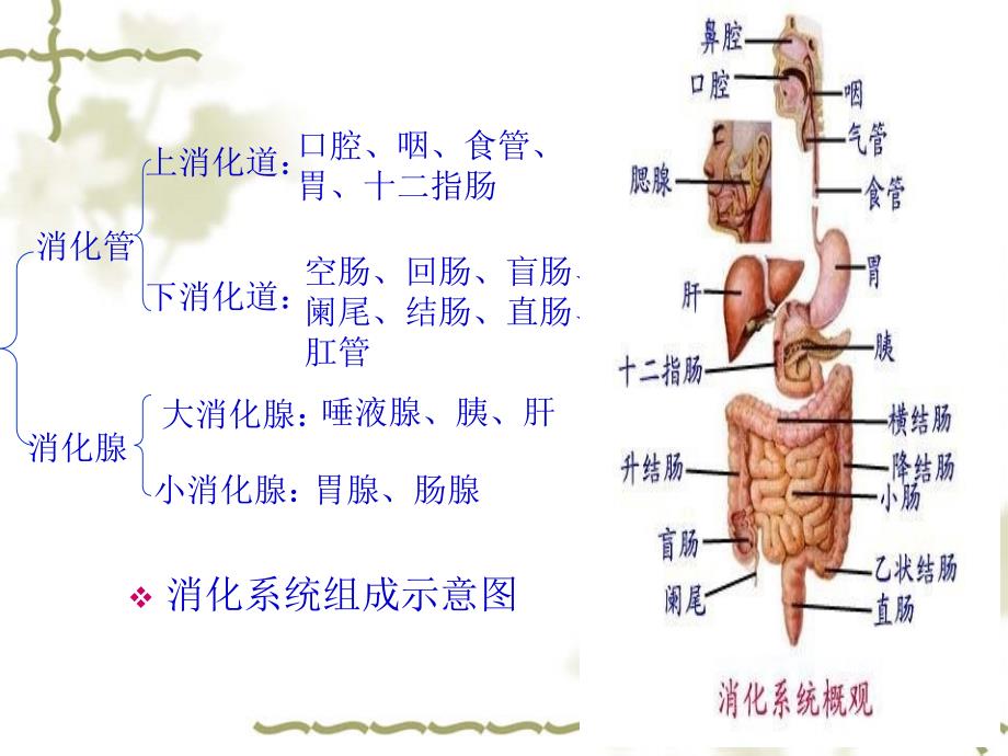 《消化系统概述》PPT课件.ppt_第2页