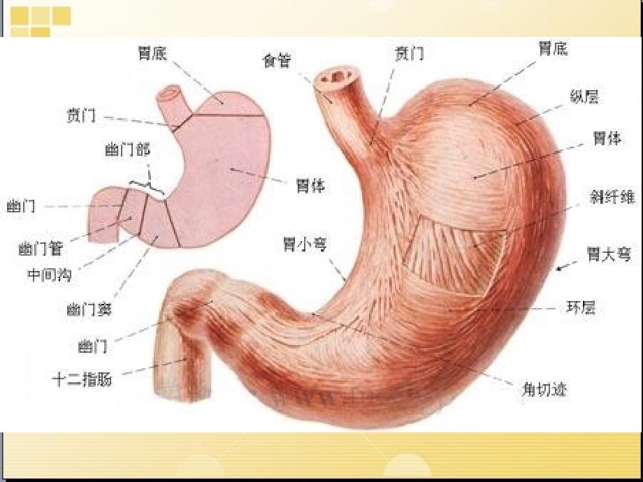 《消化系统概述》PPT课件.ppt_第3页