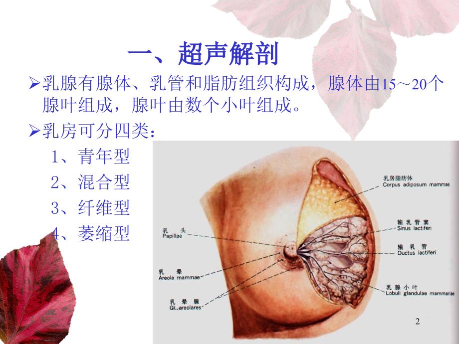 乳腺和甲状腺的超声学检查PowerPoint 演示文稿_第2页