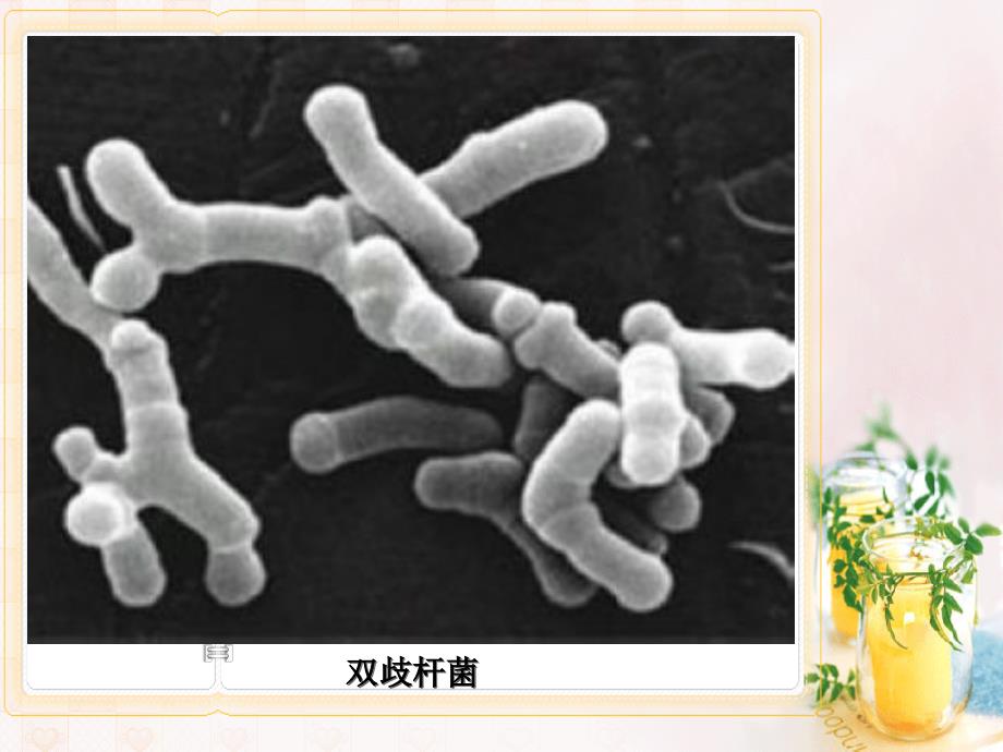 《微生物学》课件细菌的致病性_第3页