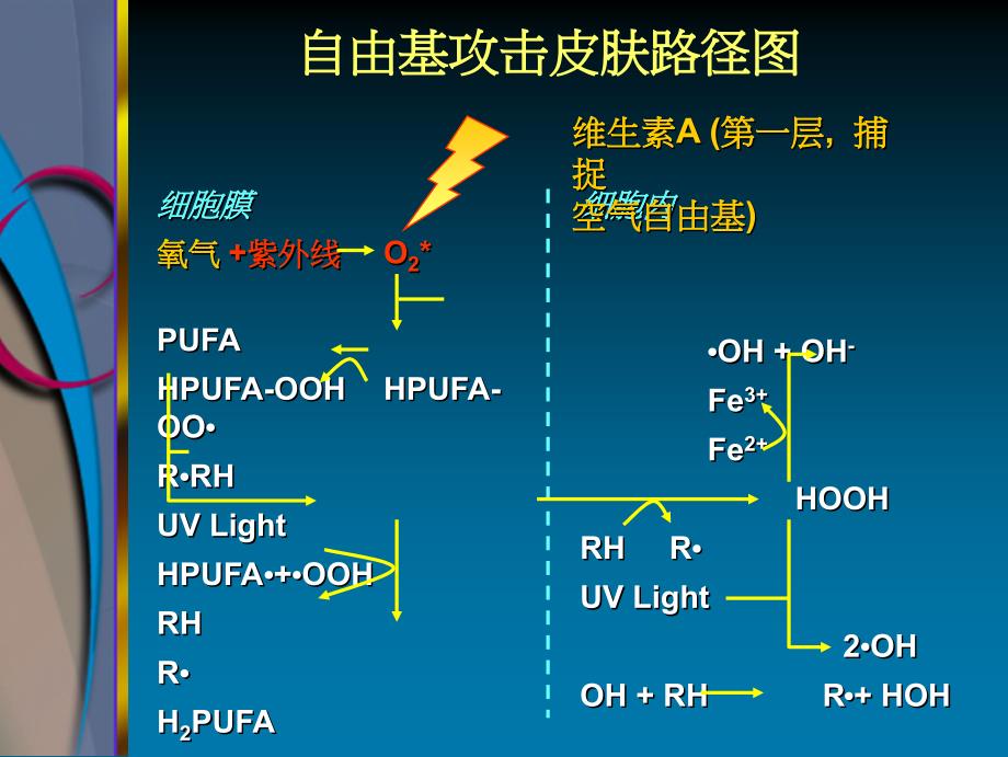 映芙雪的与众不同不只是保养-更是肌肤的营养品(精)课件_第4页