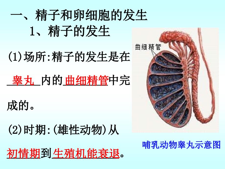 上课用高中生物体内受精和早期胚胎发育_第4页