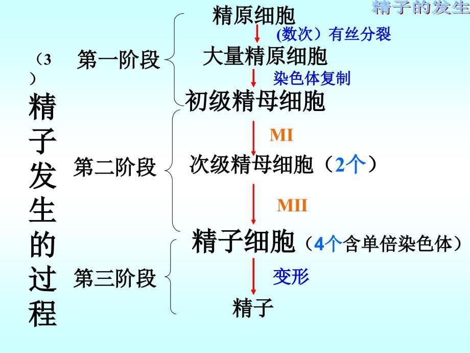 上课用高中生物体内受精和早期胚胎发育_第5页