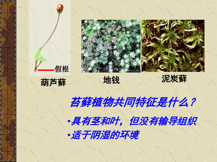 初中生物《藻类、苔藓和蕨类植物》.ppt_第4页