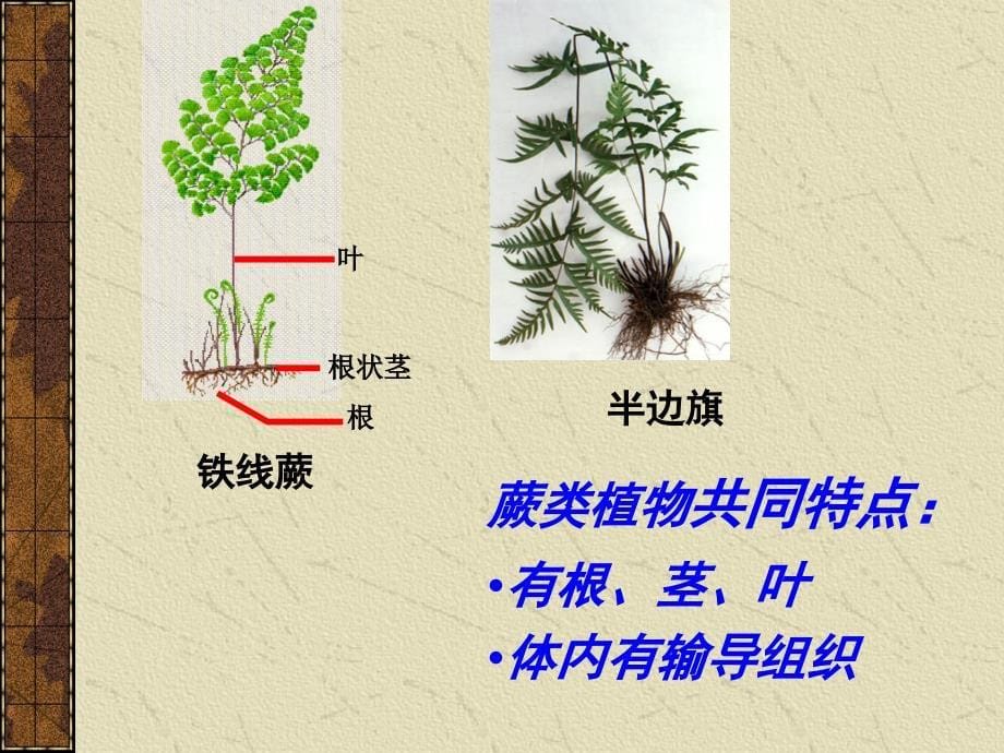 初中生物《藻类、苔藓和蕨类植物》.ppt_第5页