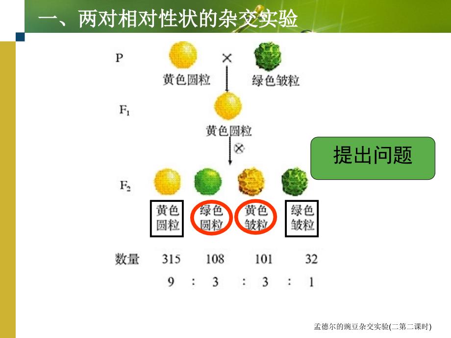 孟德尔的豌豆杂交实验二第二课时课件_第3页