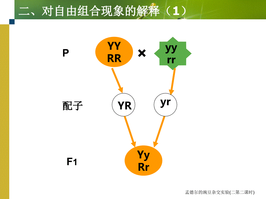 孟德尔的豌豆杂交实验二第二课时课件_第4页