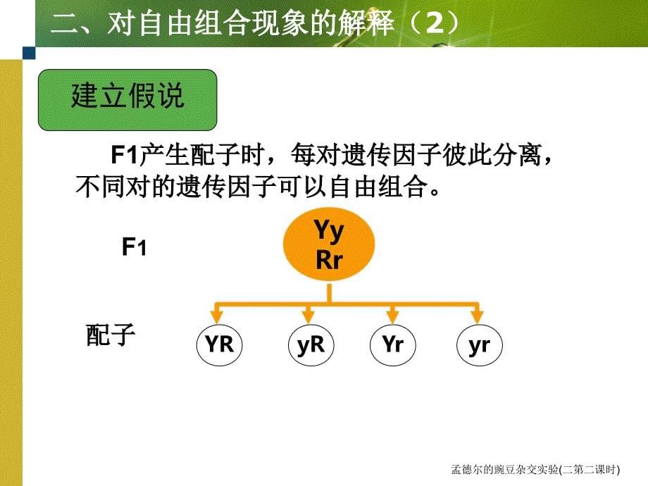 孟德尔的豌豆杂交实验二第二课时课件_第5页