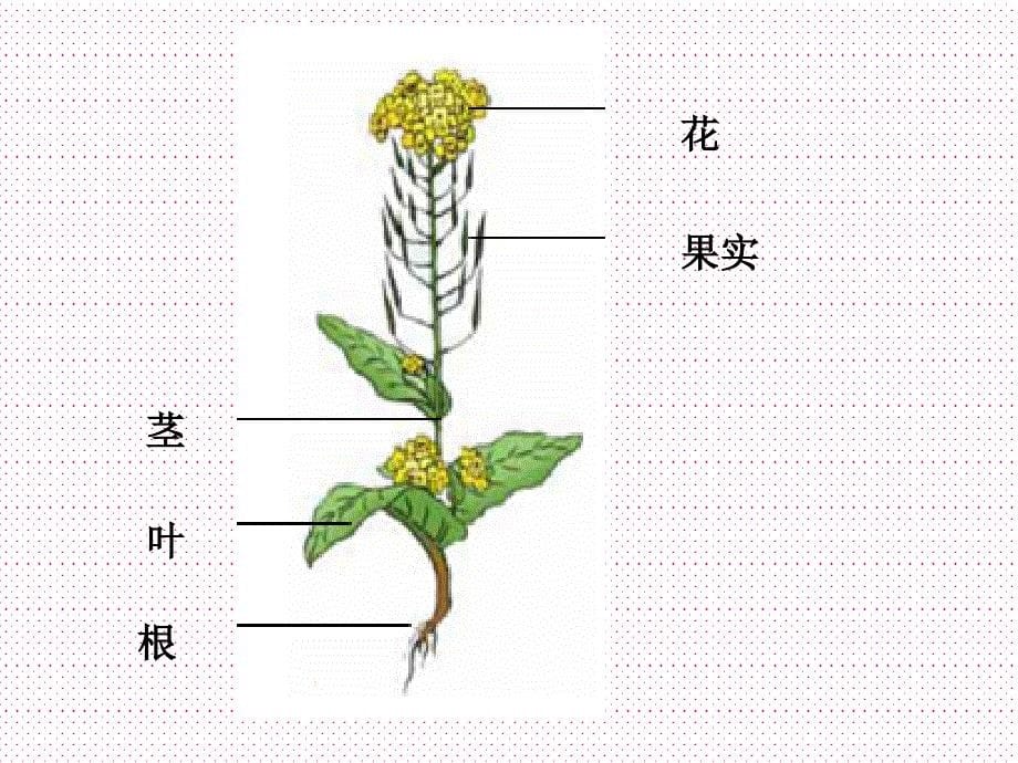 小学四年级下册科学--2.1--油菜-花开了--教科版-(16张)ppt课件_第5页