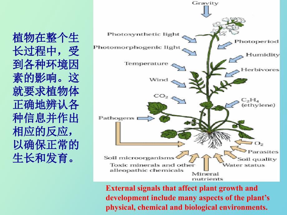 胞内信号传导_第2页