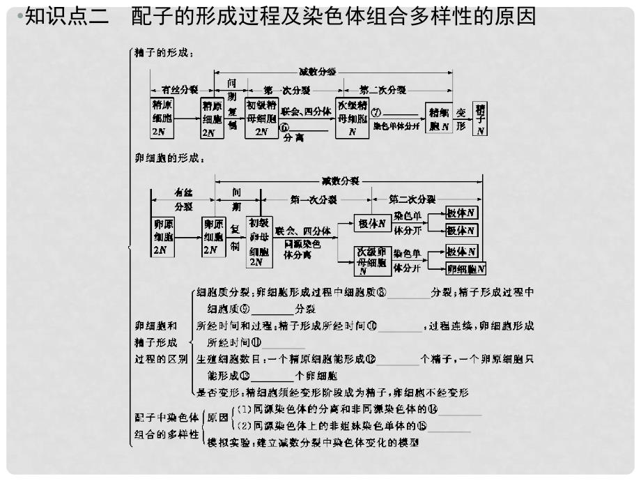 高考生物一轮复习资料 第一单元 第3讲减数分裂和受精作用课件 新人教版必修2_第4页