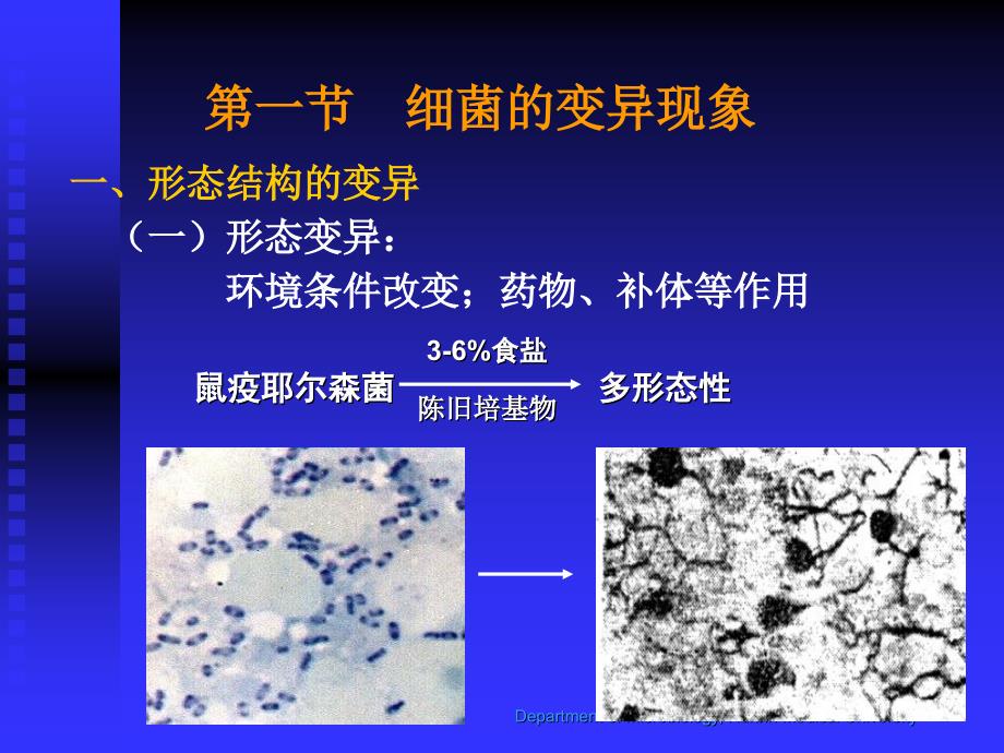 第四章细菌的遗传与变异第五章细菌的感染与免疫_第3页