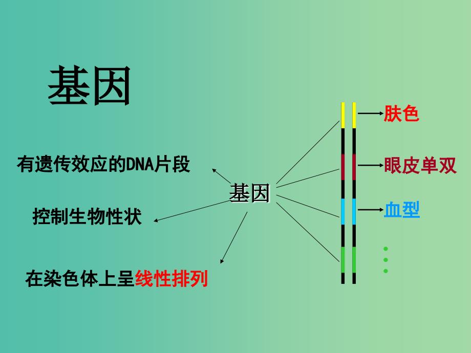 山东省日照市高中生物 第四章 基因的表达 4.1 基因指导蛋白质的合成课件 新人教版必修2.ppt_第3页