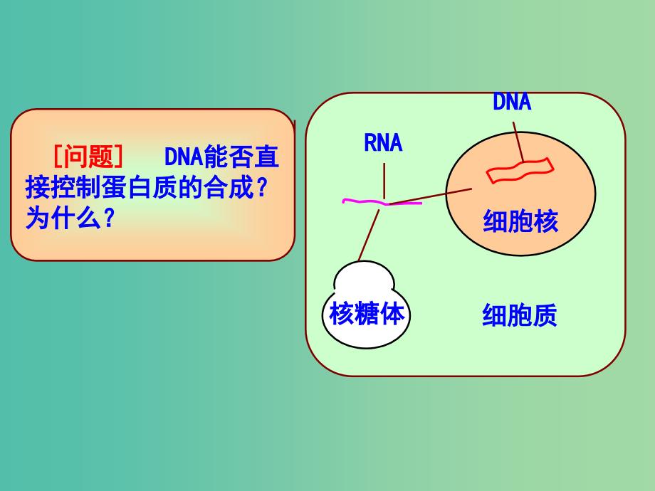 山东省日照市高中生物 第四章 基因的表达 4.1 基因指导蛋白质的合成课件 新人教版必修2.ppt_第4页