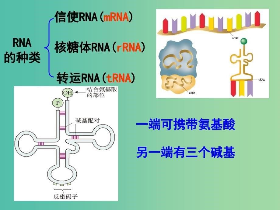 山东省日照市高中生物 第四章 基因的表达 4.1 基因指导蛋白质的合成课件 新人教版必修2.ppt_第5页