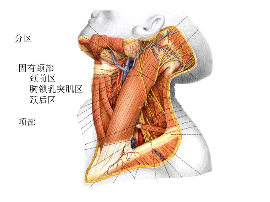 《断层解剖学》课件：4-2颈横断层_第4页