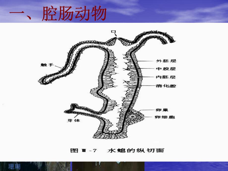 无脊椎动物的主要类群_第4页