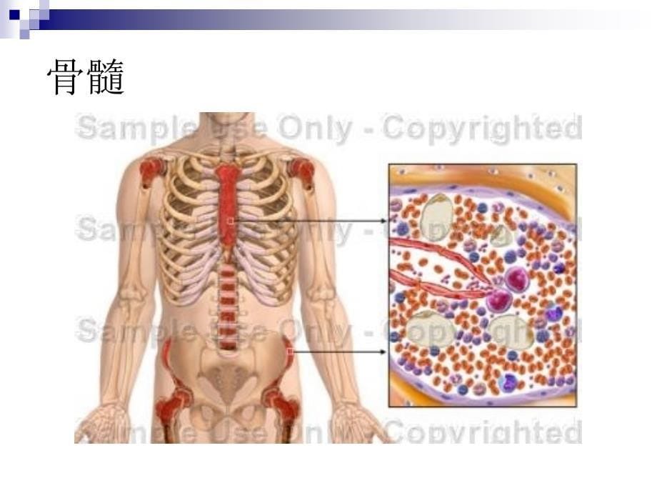 第十六章造血系统和淋巴系统课件_第5页